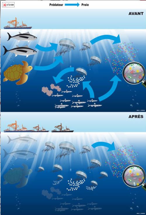 Progressive Charlestown Boom in Jellyfish