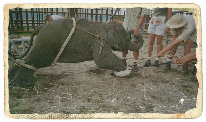 the zoo story essay Descriptive essay about zoo descriptive essay about zoo a knowledgeable story about a childs visit to the zoo read the essay free on booksieoct 30 to nov 1 - descriptive animal essay. the zoo story essay Descriptive essay about zoo descriptive essay about zoo a knowledgeable story about a childs visit to the zoo read the essay free on booksieoct 30 to nov 1 - descriptive animal essay.
