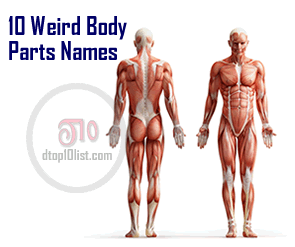 Top 10 Weird Body Parts Names Top 10 Weird Body Parts Names