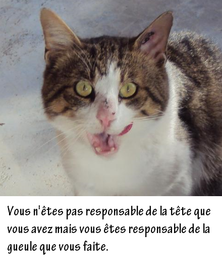 Vous+n%27%C3%AAtes+pas+responsable+de+la+t%C3%AAte+que+vous+avez+mais+vous+%C3%AAtes+responsable+de+la+gueule+que+vous+faite.+humour+chat+animaux+blague+lol+rigolo+grimace.png