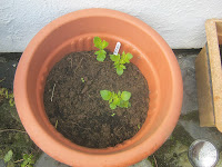Growing Potatoes In Pots