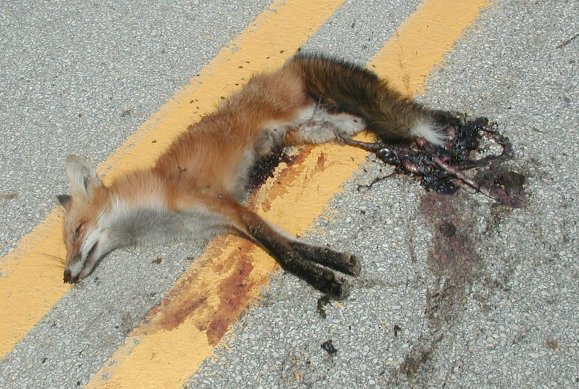 roadkill-fox.jpg