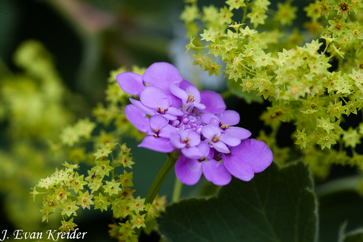 Kreider's Korner Photographs Evening June flowers