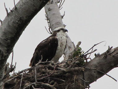 Osprey - Captiva Island, Florida