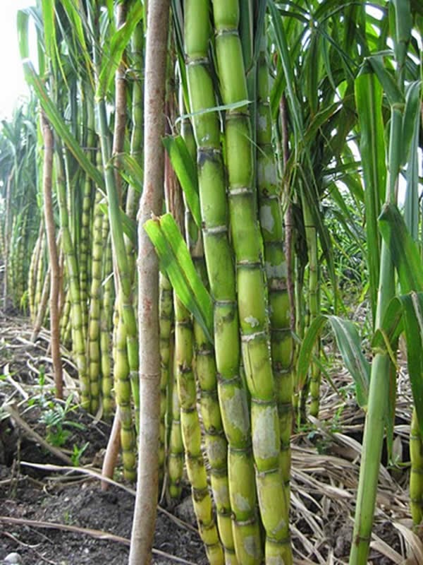 Albany Woodworks Blog How To Eat Sugarcane Memories From The Deep South