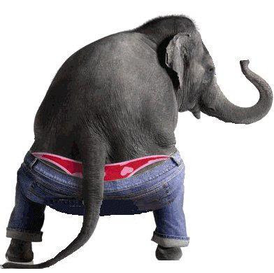 trendy elephant craziest pictures