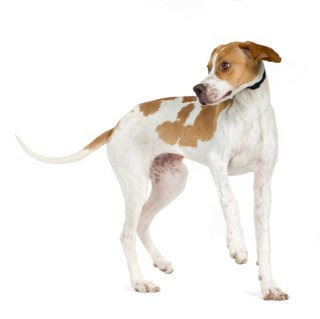 Pointer Dog Breed Pictures