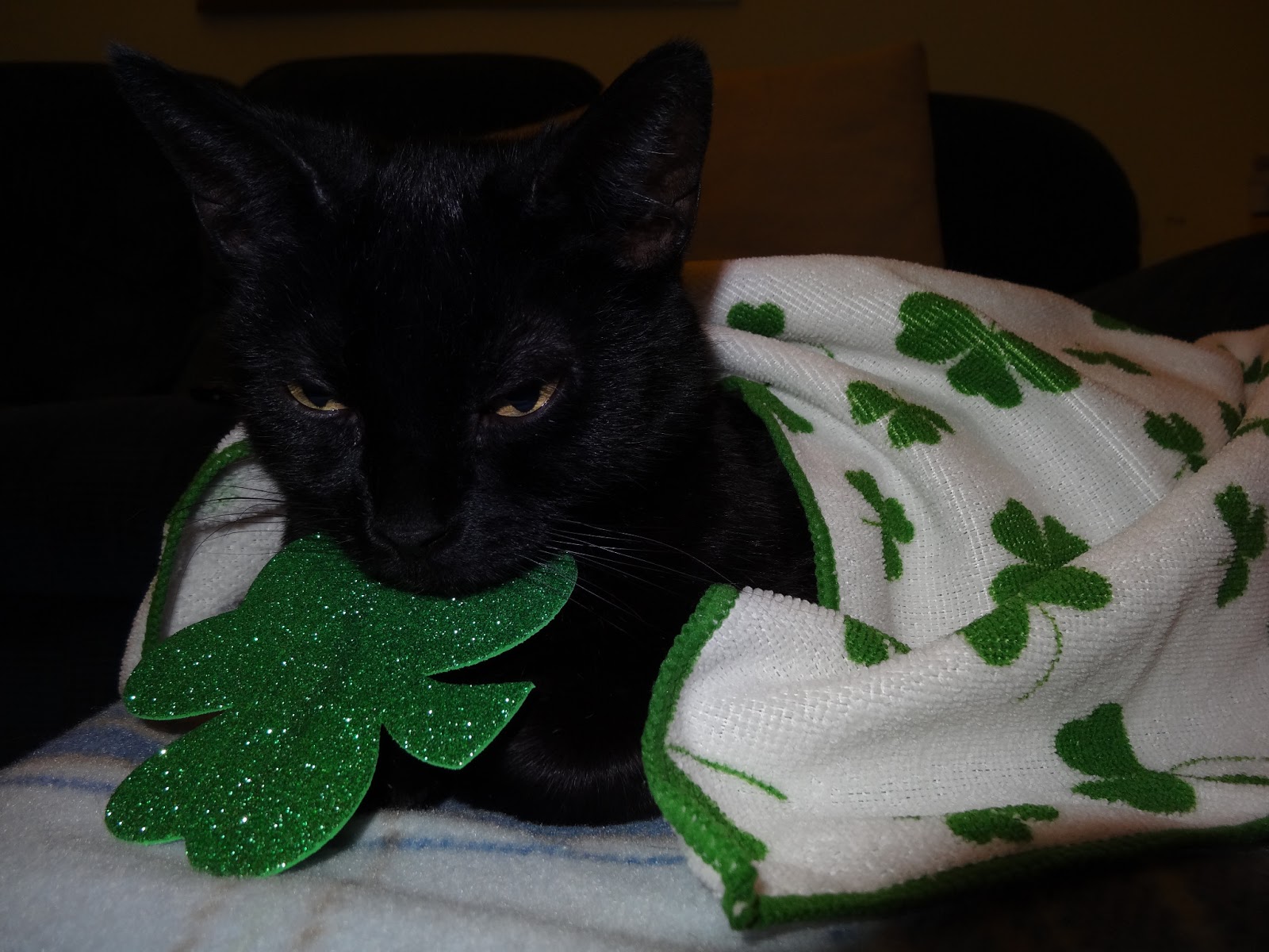 Love Joy And Peas Funny St Patrick S Day Photos Of Baby Cat