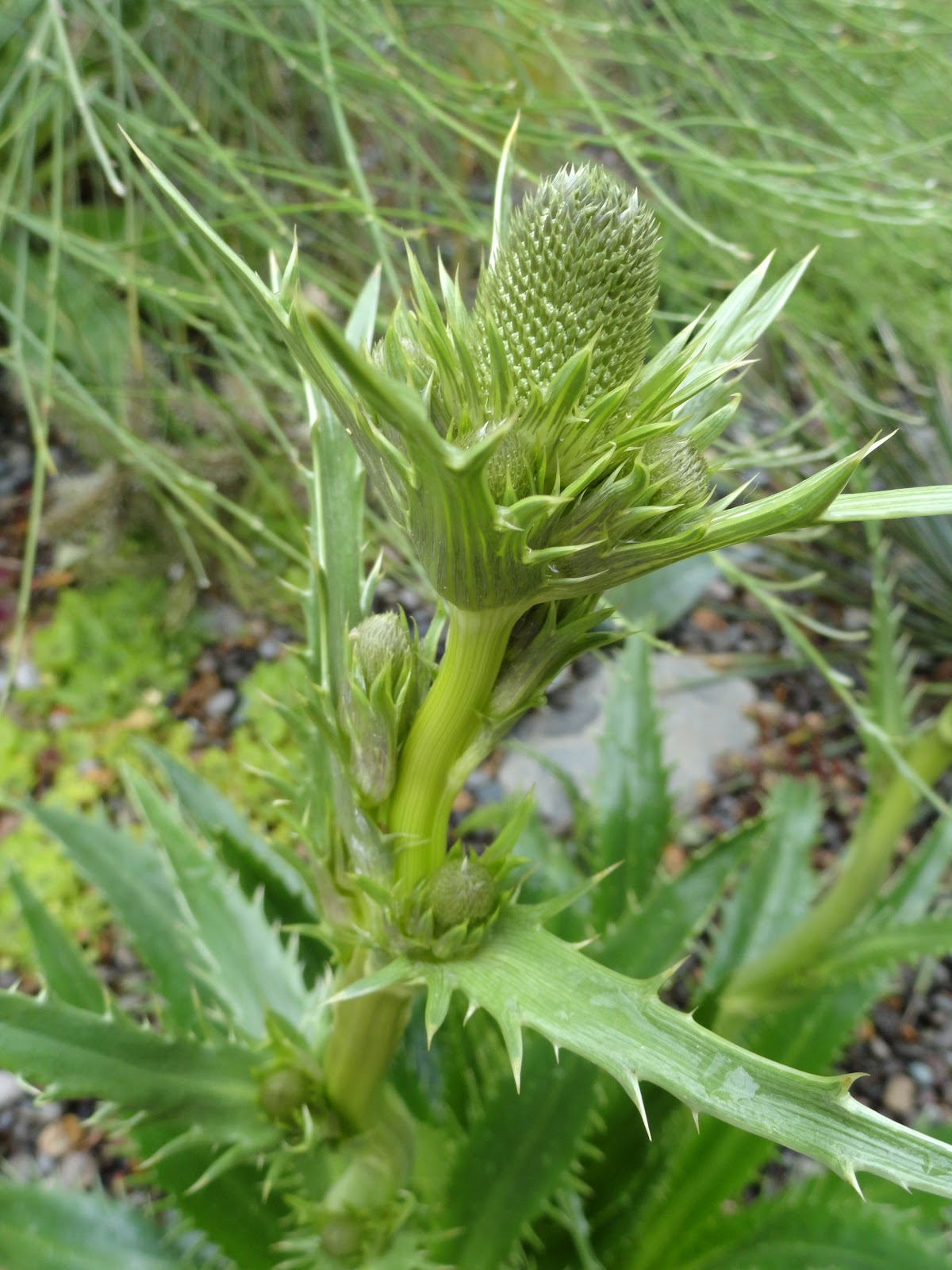 danger garden June 2012, Bloomday…