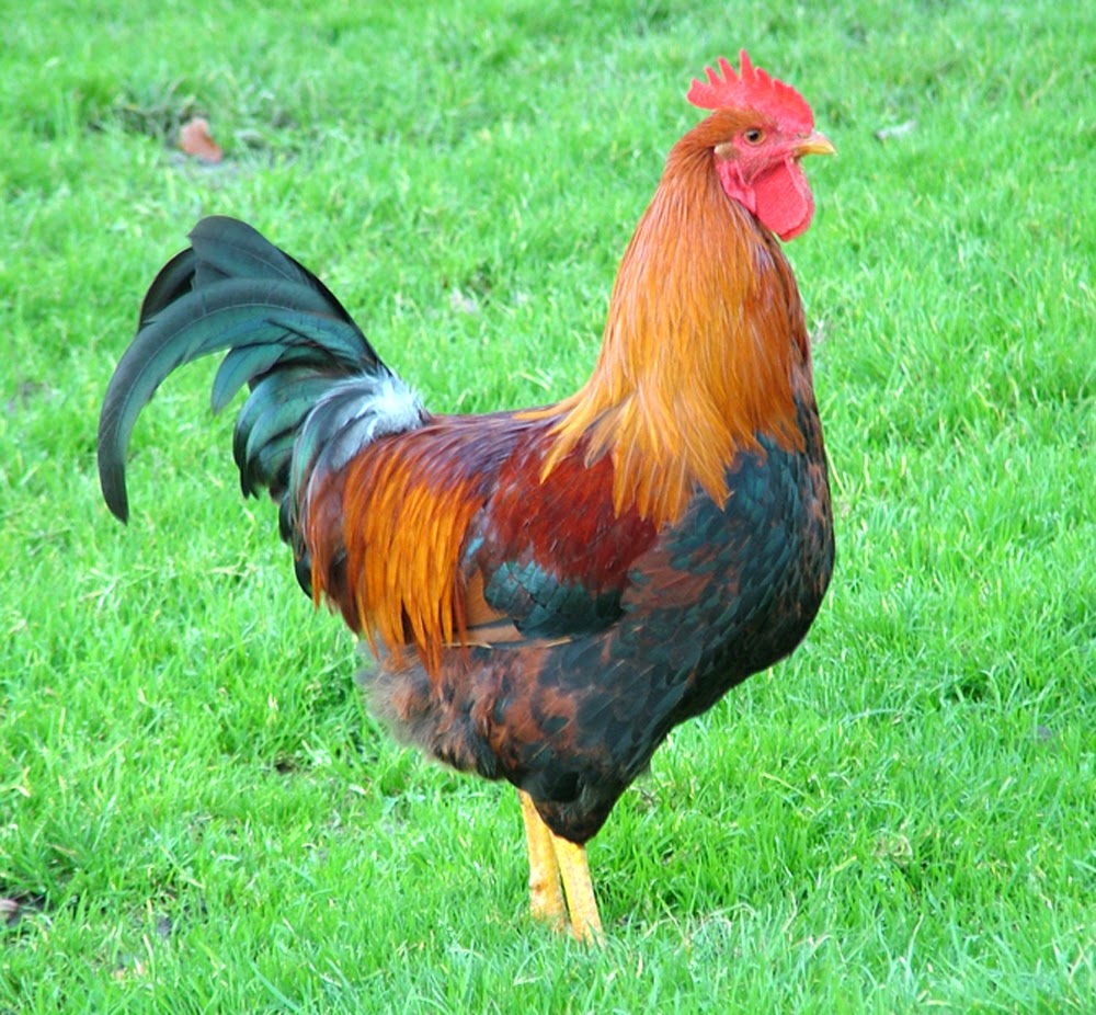 Does Having a Rooster Increase Egg Production? Modern Farming Methods