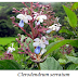 Medicinal use of Clerodendrum Serratum,"Rotheca Serrata","Bharangi","Blue-flowered Glory Tree, Beetle Killer"Herbal Medicinal Plant,Herbal Medicos