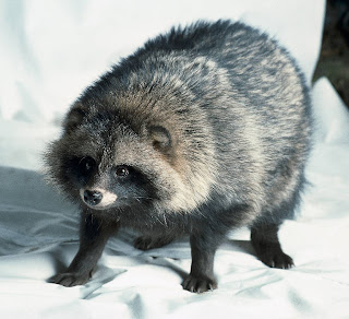 raccoon dog