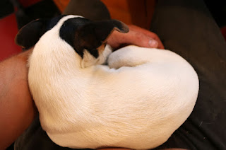 She woke me up so she could sleep on my lap She woke me up so she could sleep on my lap