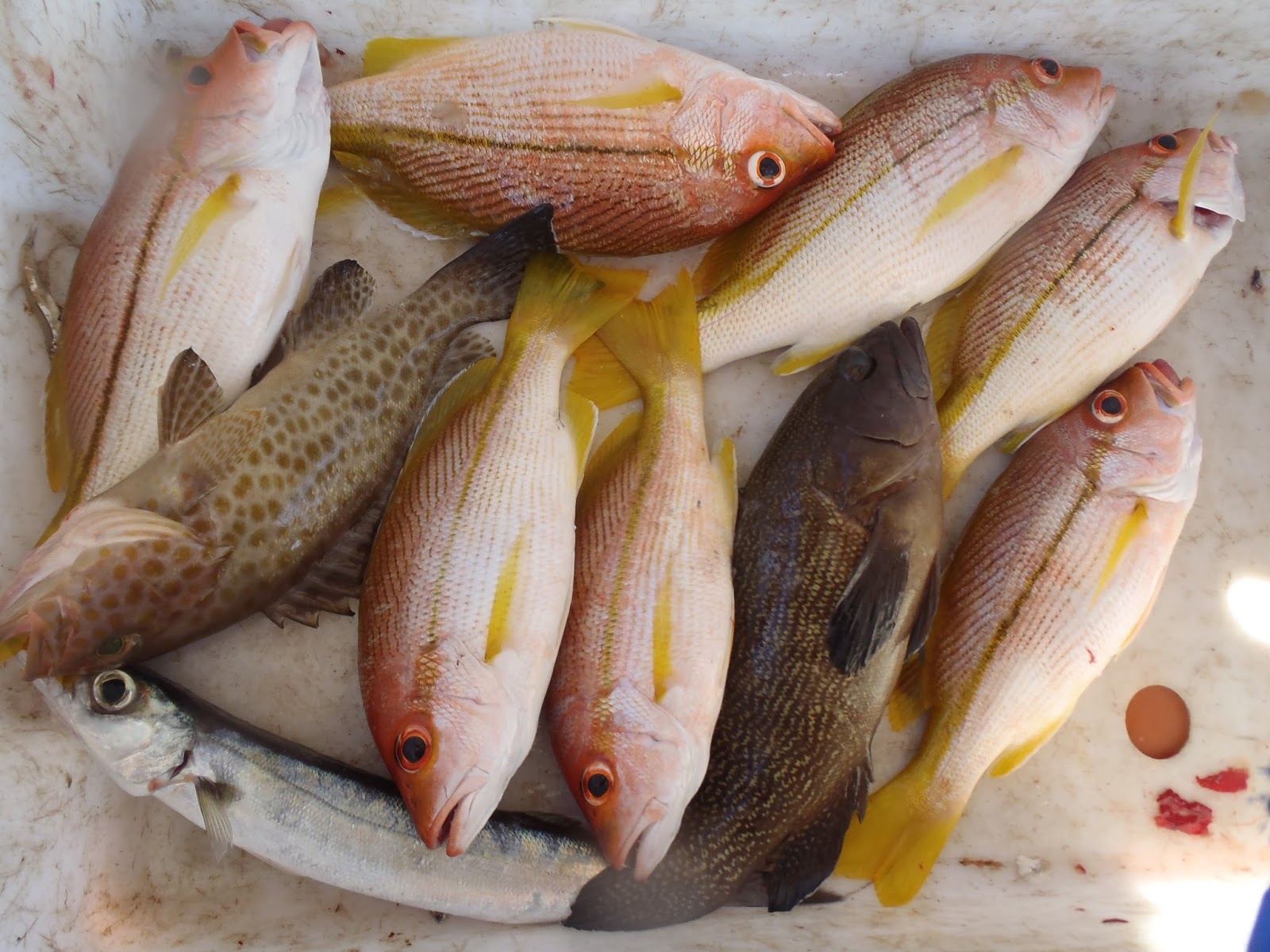 KINGFISH ANGLER  KERAPU BARA ATAU SUNO