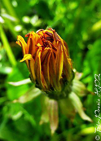 Foto Poesie Poesie Der Lowenzahn Blume