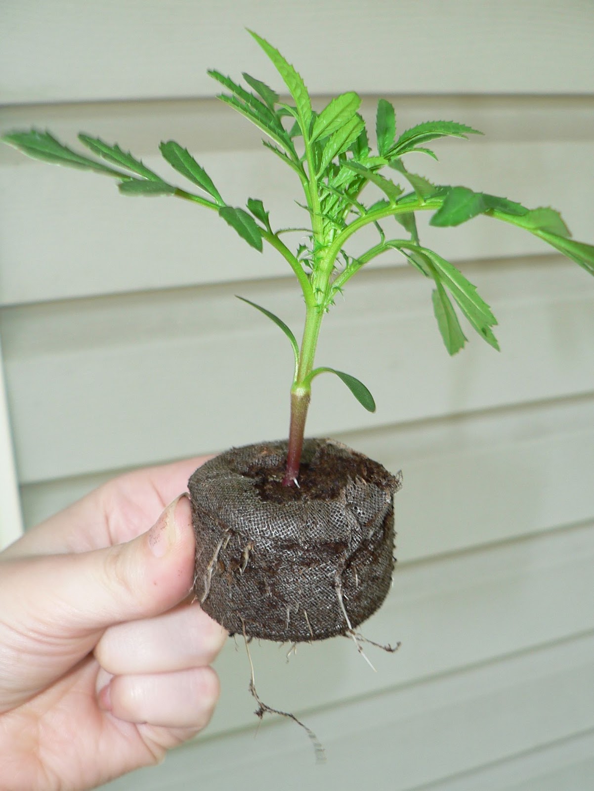 Visit My Garden Seed Starting