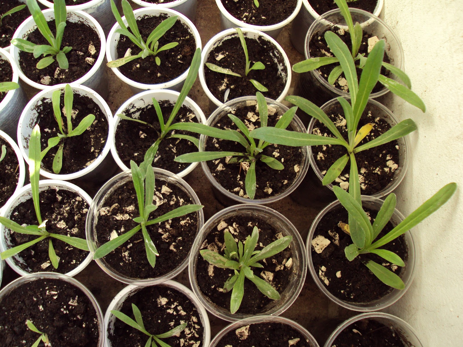 Project Name Plant An Edelweiss ! Why Is Important to Plant an