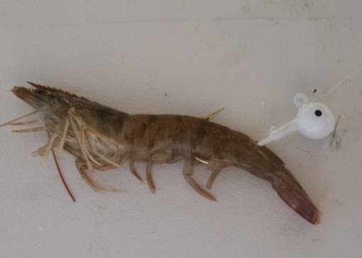 Kaos Mancing Bece Tips Memasang Umpan Udang Agar Tetap Hidup