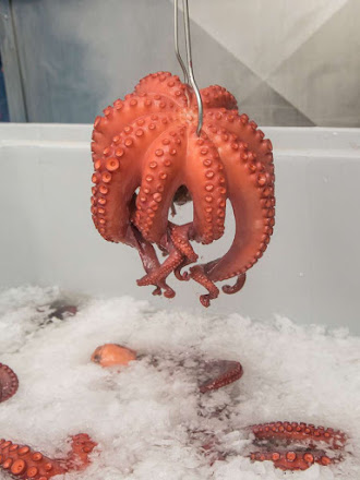 Un Pulpo