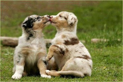 cute puppies kissing