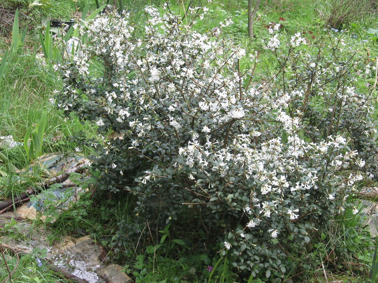 Martin S Short Story Blog The Mexican Orange Blossom Bayleaf