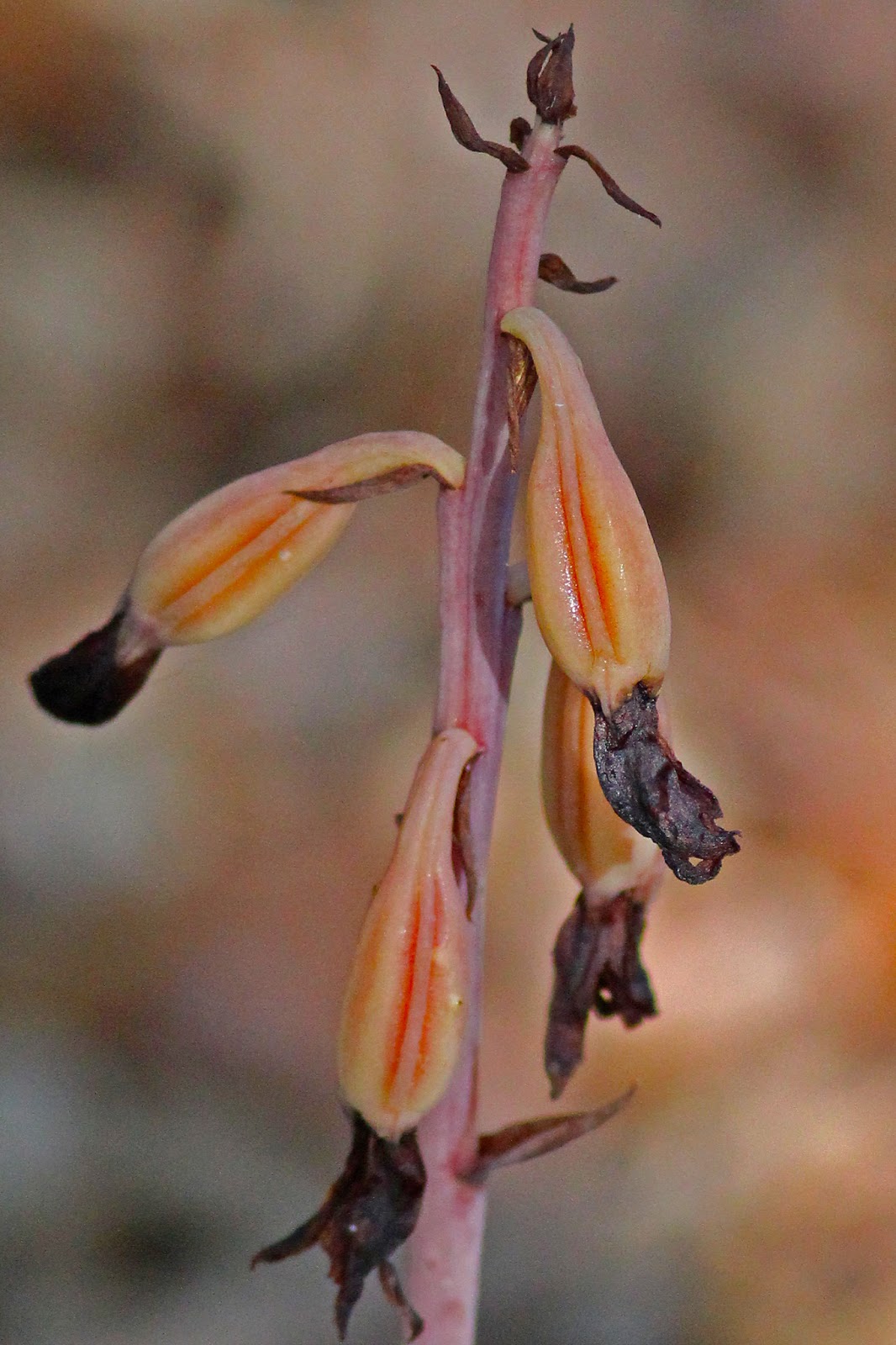 新規出店 - 植物絵画 NaturalHistoryMuseum - Tris Frangee - 超值特卖