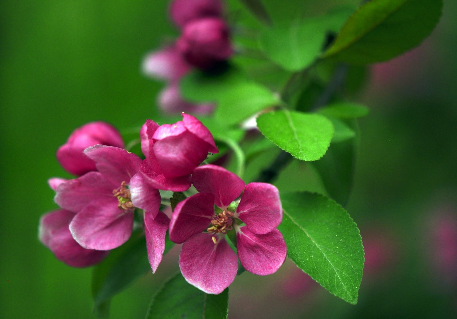 You can never take too many pictures! Crabapple Blossoms a spring