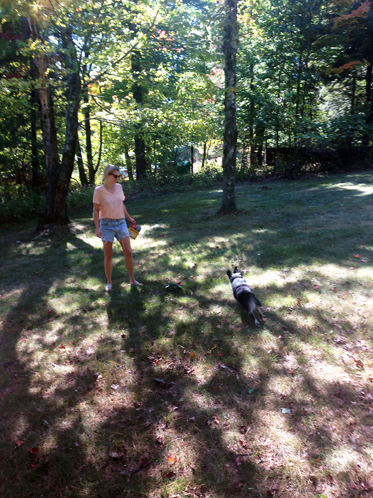 Playing fetch with a frisbee with Wally, fall Upstate New York at the cottage Playing fetch with a frisbee with Wally, fall Upstate New York at the cottage