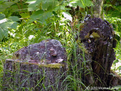 A natural forest shrine. 