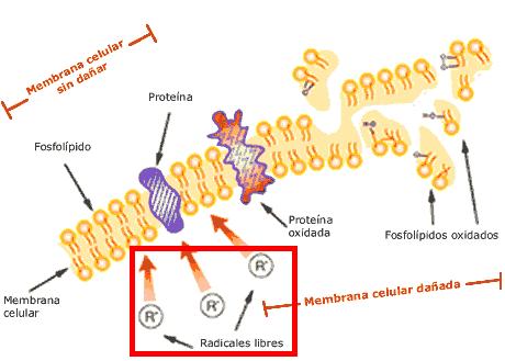 T. del envejecimiento 
Molecular