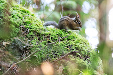 Lopez Island chipmonk!