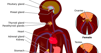 BIOLOGY IS FUN: Part of Endocrine System