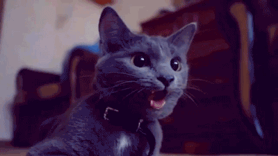 Funny cats - part 89 (40 pics + 10 gifs), cat sticks its tongue out like a dog