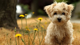 Pretty Puppies Dog HD Wallpapers