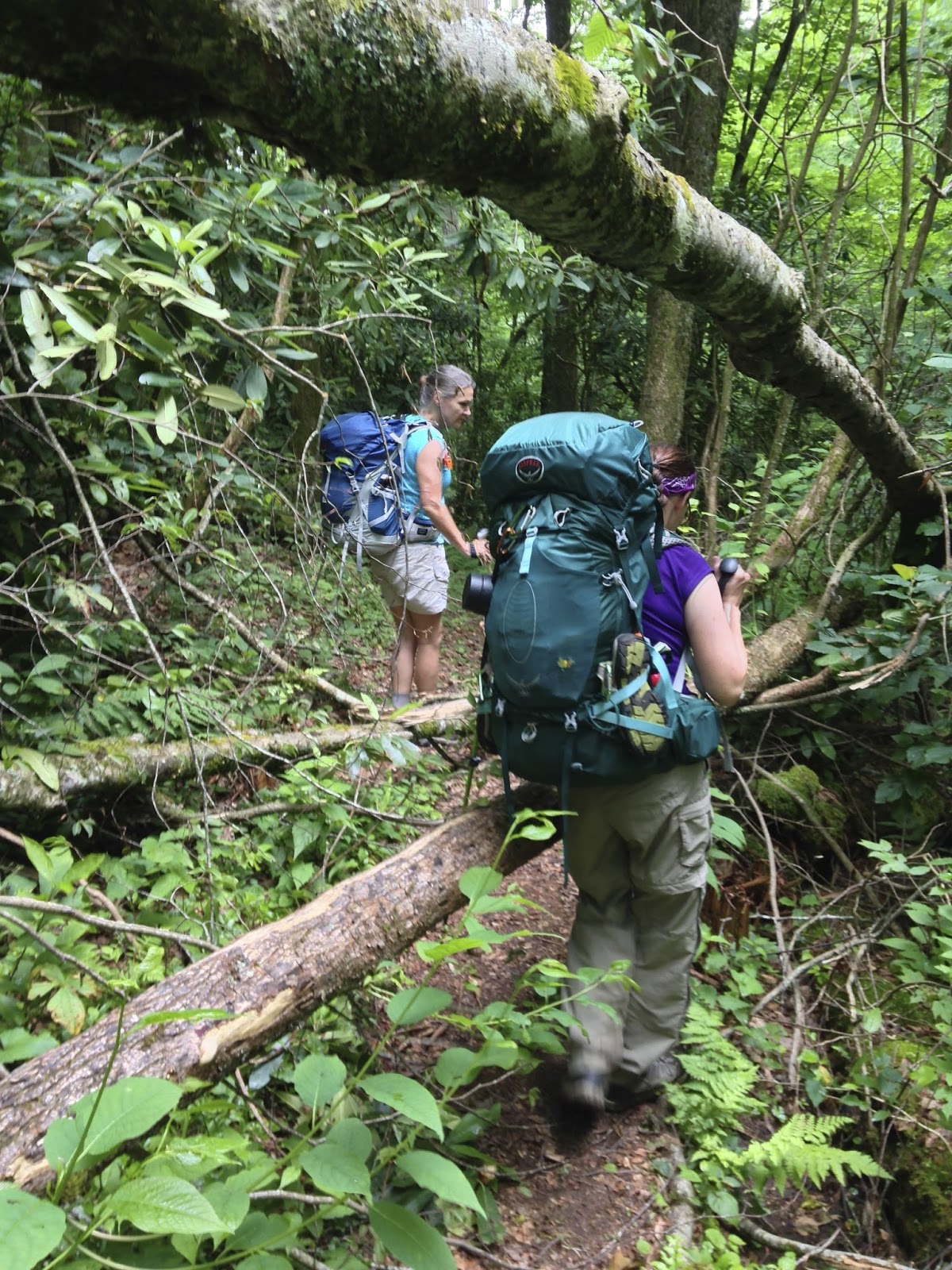 Hiking to the Heights Backpack Through a Temperate Rainforest