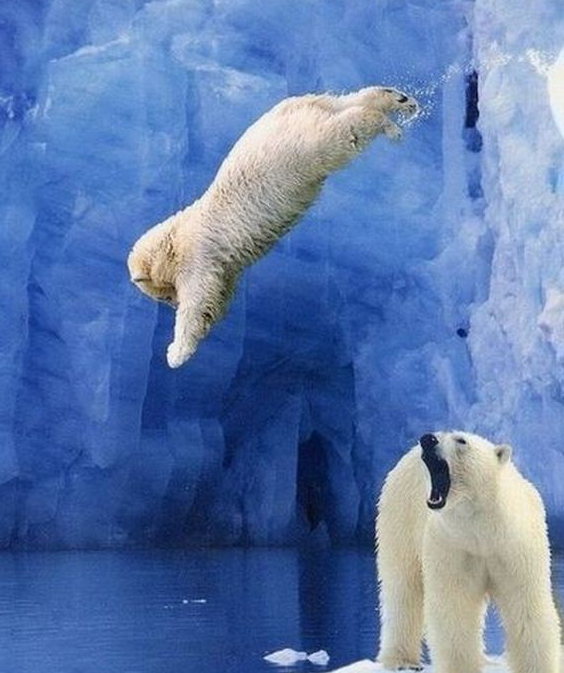 Koleksi Gambar Haiwan Comel Yang Melucukan 2 - dairishare