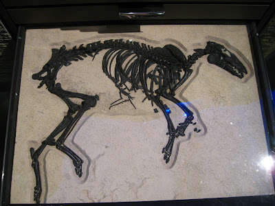 horse fossil