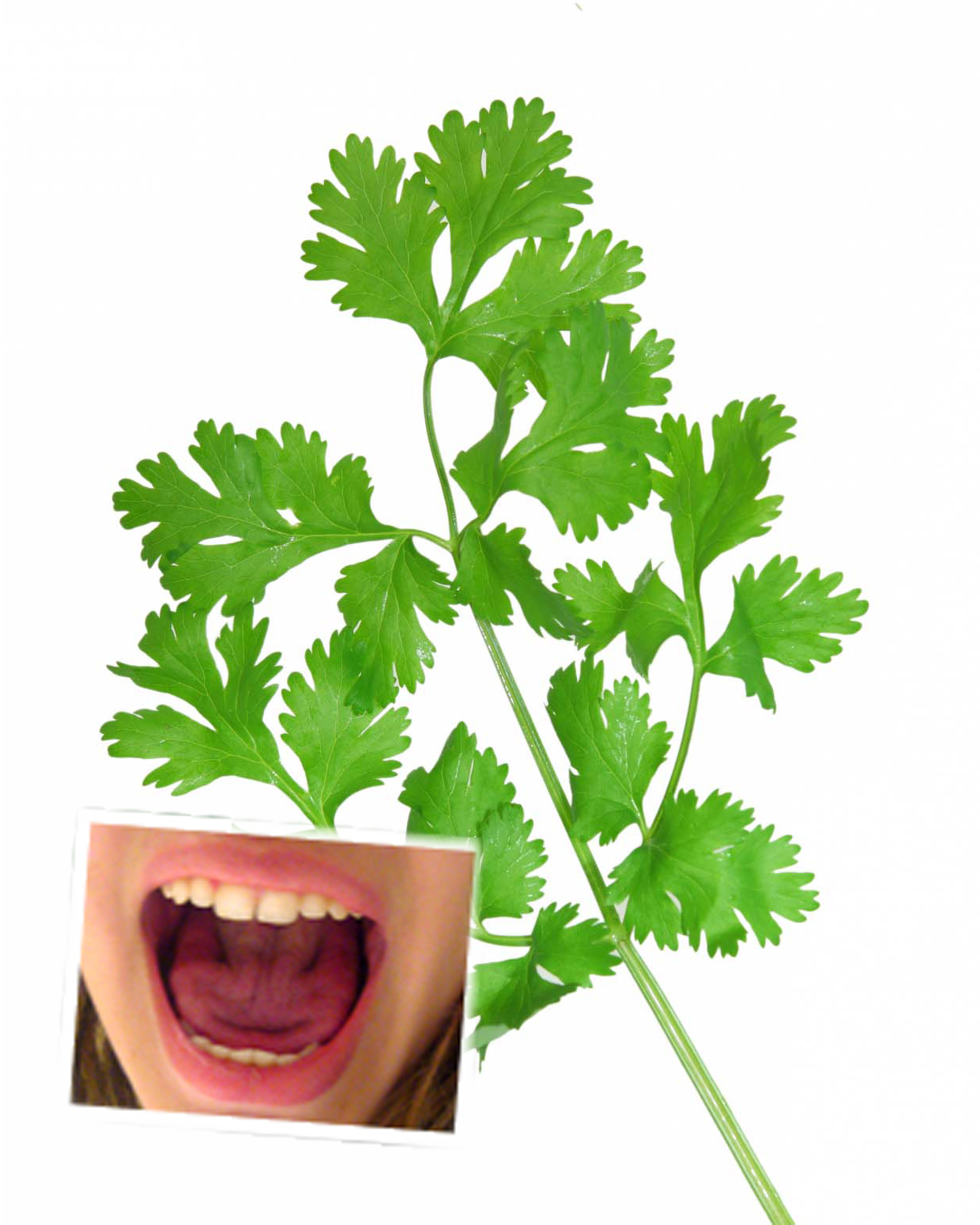 Bad Breath Nibble on Parsley Diseases
