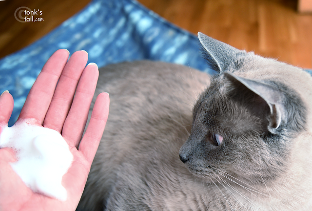 Max looks at the foam in my hand