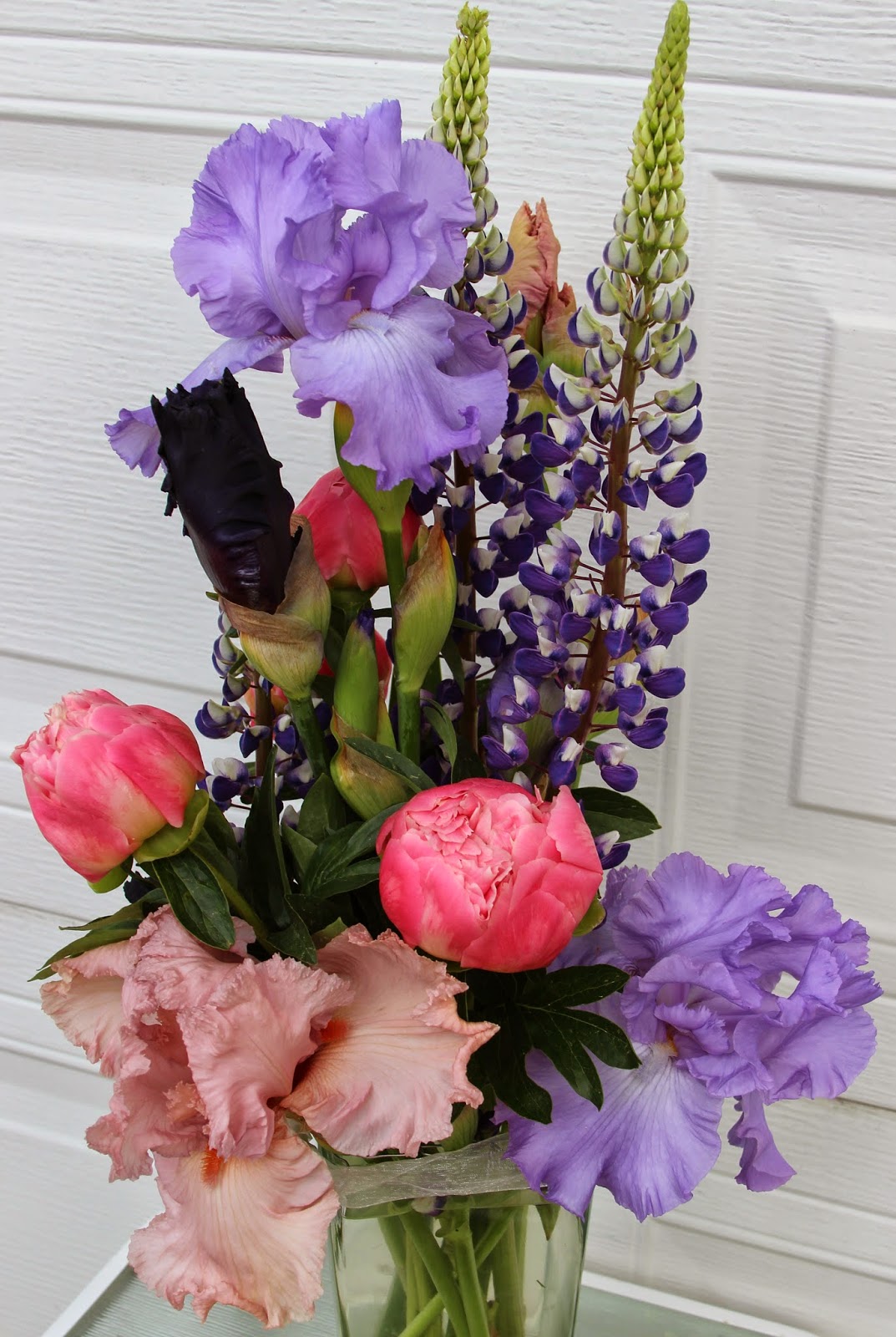 TALL BEARDED IRISES IN SPRING ARRANGEMENTS Sowing the Seeds