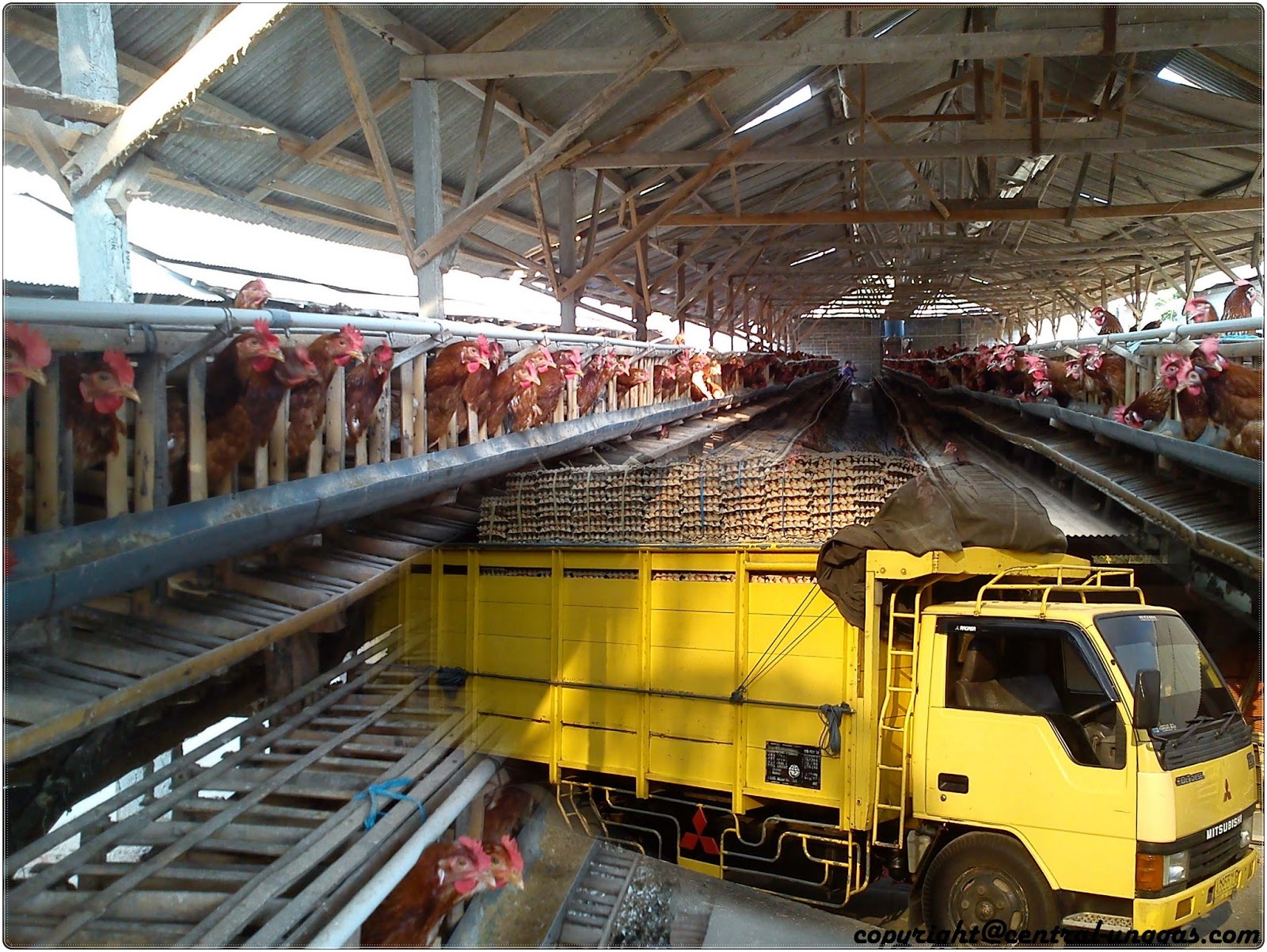 INFO HARGA TELUR UNGGAS INDONESIA Pengaruh kenaikan harga BBM dengan