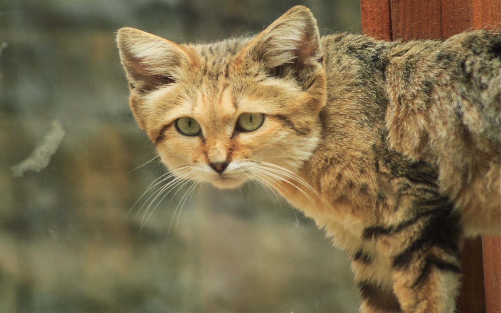 Big Tex Cat Club Big Tex Cat Club