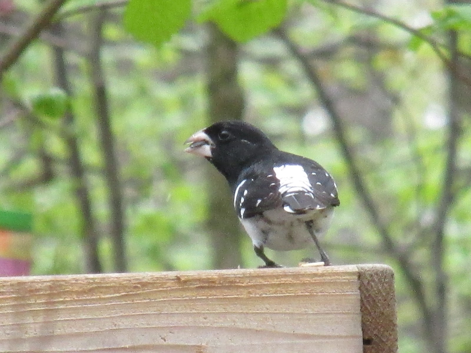Grandma Pearl's Backporch RoseBreasted Grosbeaks Are Back 'Home'
