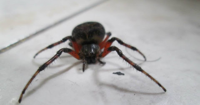 Jean Paul Stewart: Arañas