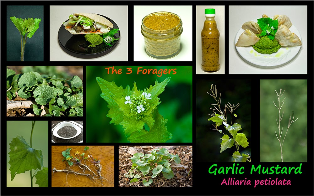 The 3 Foragers Foraging for Wild, Natural, Organic Food Garlic