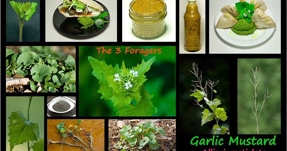 The 3 Foragers Foraging for Wild, Natural, Organic Food Garlic