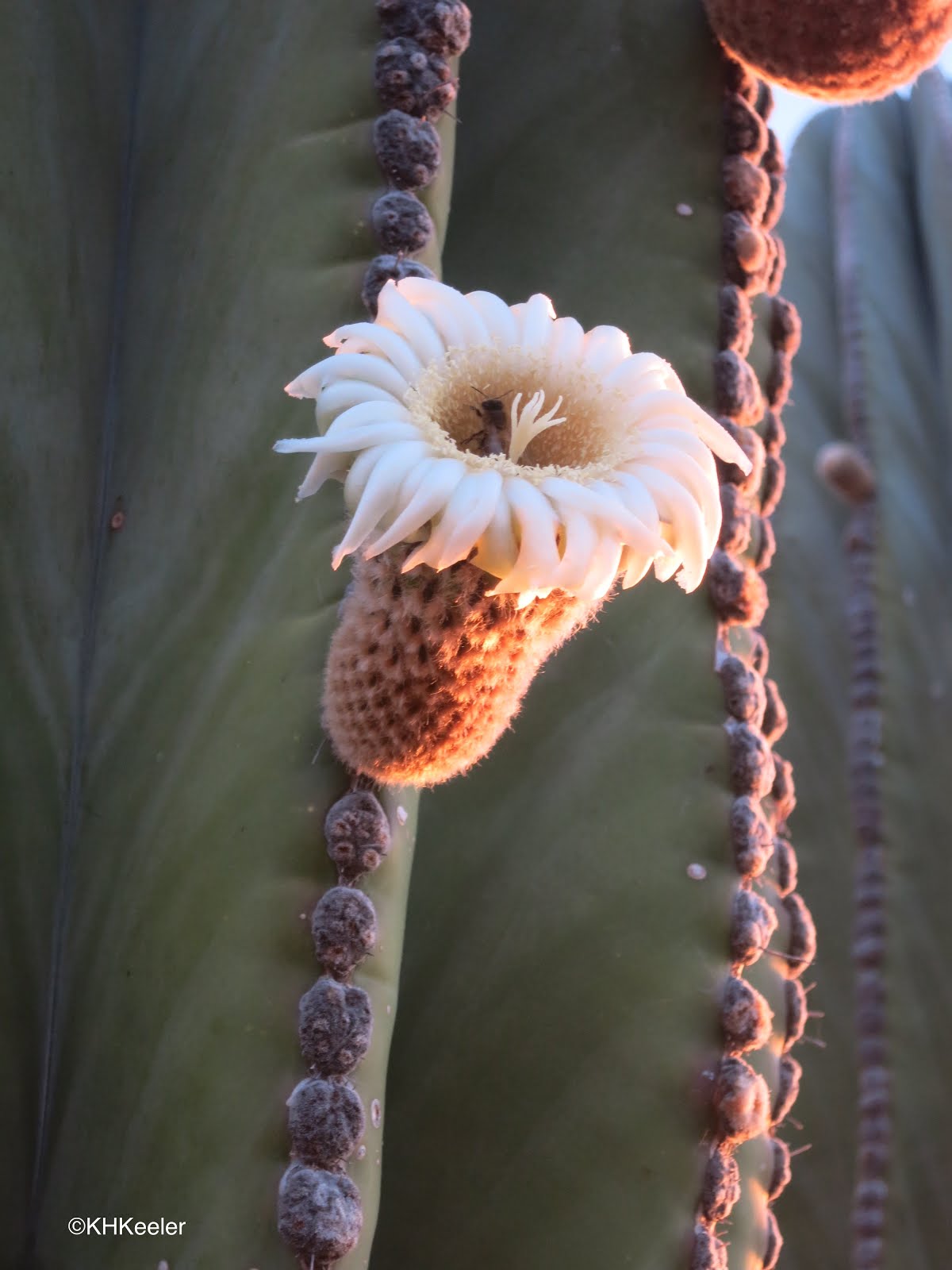 A Wandering Botanist The Cactus Family, Cactaceae