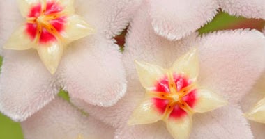 PlantaMer: Flor de Cera