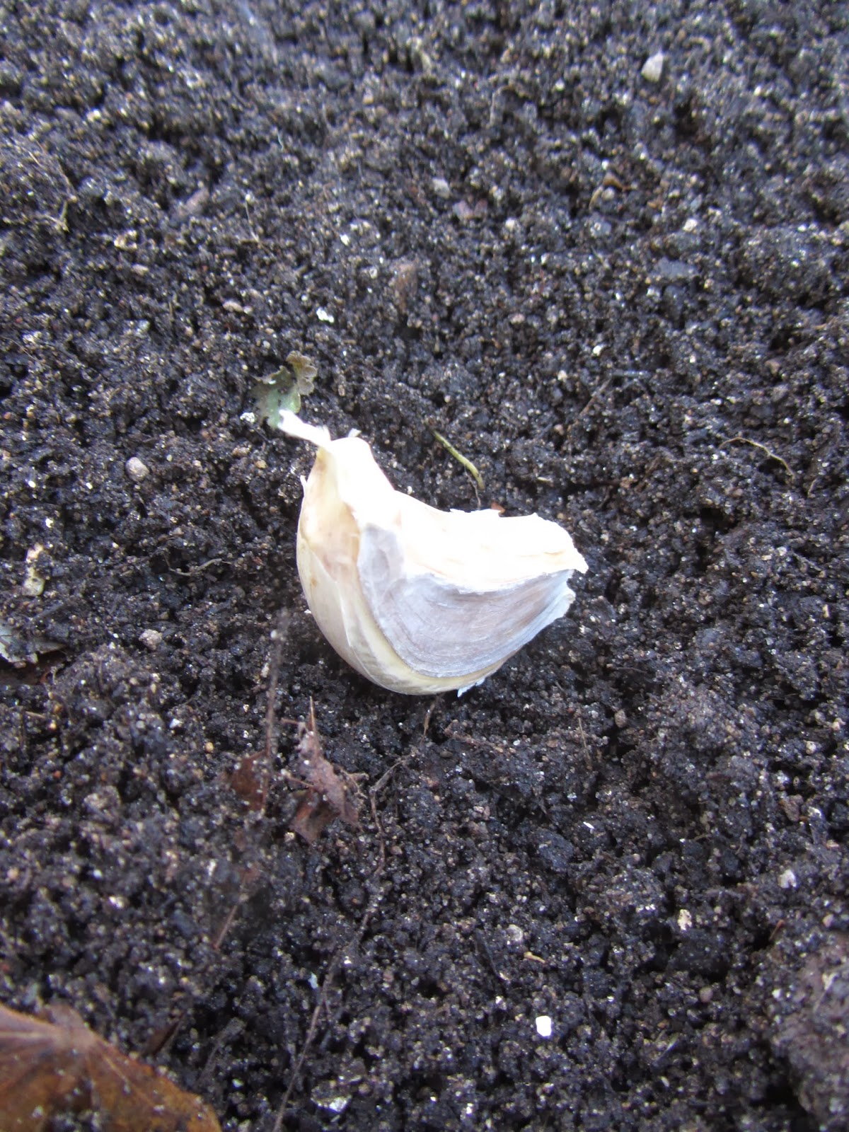 Following the Master Gardener Planting Garlic