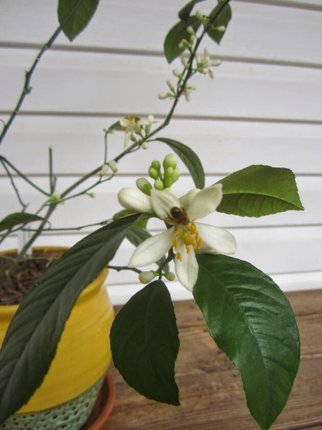 Simply Resourceful How to Pollinate a Meyer Lemon Tree